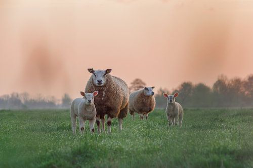 Zonsopkomst met schaap en lammetjes