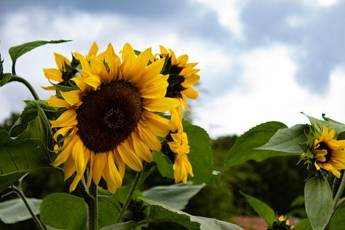 Zonnebloemen in bloei