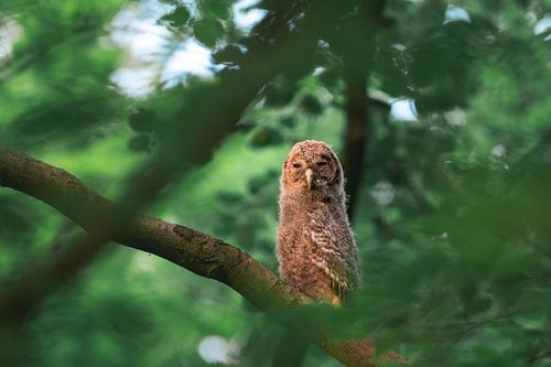 Jonge bosuil in de Hoge Veluwen - Nederland