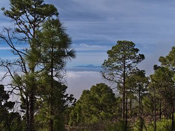 Natuurpark Tamadaba, Gran Canaria van Timon Schneider