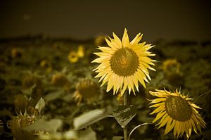 Fröhliche Sonnenblume von Wim Slootweg