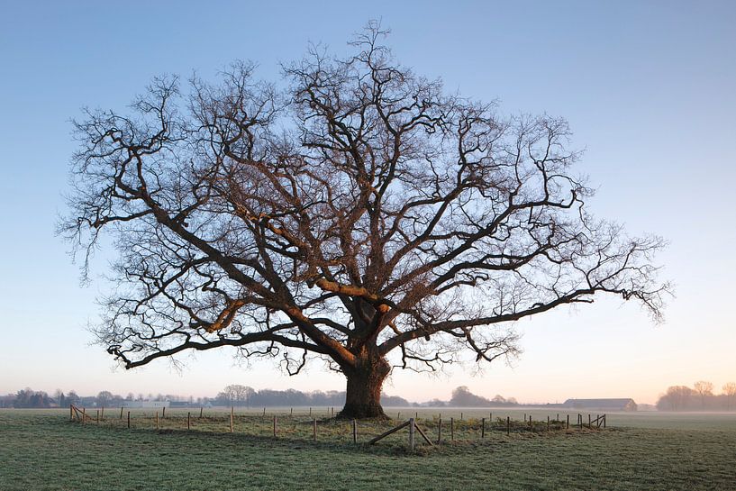 Reuzen Eik, Vorden van Natuurlijk Achterhoek