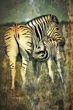 Zebra by Karl-Heinz Lüpke