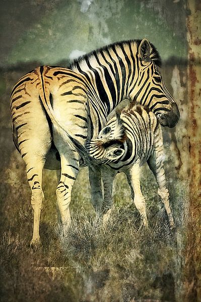 Zebra van Karl-Heinz Lüpke