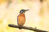 Kingfisher, Alcedo atthis. Female by Gert Hilbink thumbnail