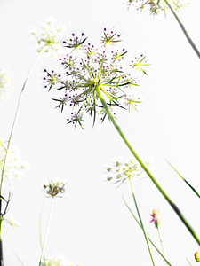 licht