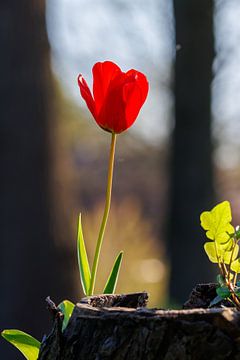 Rode tulp van Andrew Fotografie