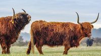 Schotse hooglanders op lentevreugd van Dirk van Egmond thumbnail
