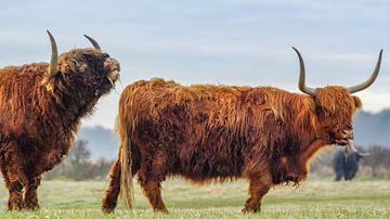 Schotse hooglanders op lentevreugd