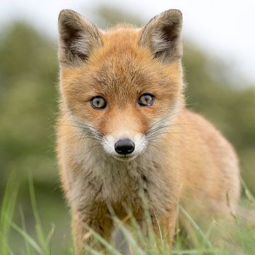 young fox close-up by bryan van willigen