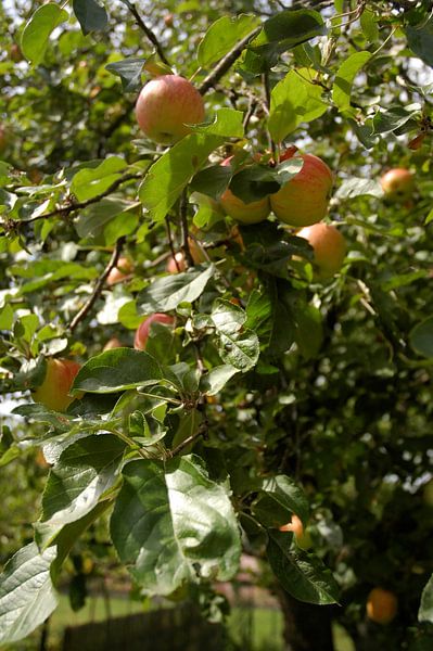 Apfelbaum von Anna Frederique