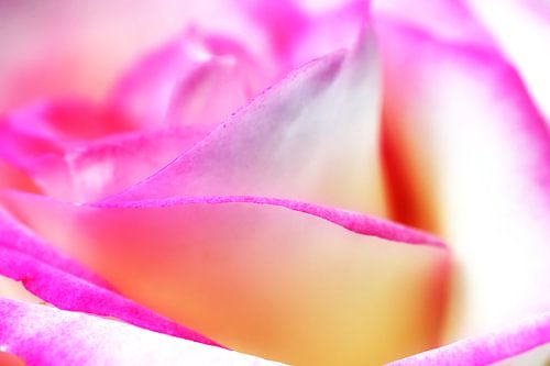 Rose blanche et rouge - floraison