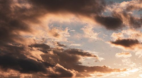 Rote Wolken und Vögel