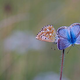 Chalkhill Blue butterflies, Polyommatus coridon by Ullrich Gnoth
