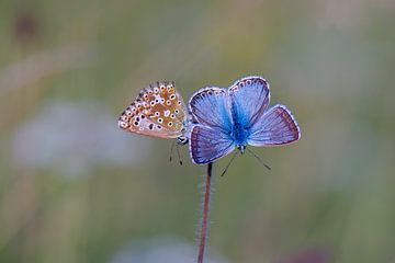 Silbergrüne Bläulinge, Polyommatus coridon