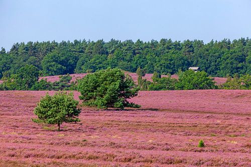 Heidelandschaft mit Heiedeblüte, Wilseder Berg, Wilsede, Naturpark Lüneburger Heide, Niedersachsen, 
