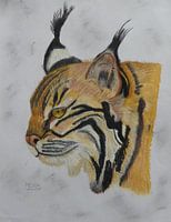 lynx oliekrijt