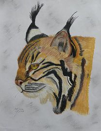 lynx oliekrijt