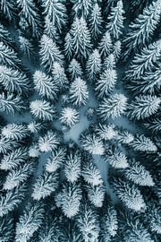 Winterwald Muster von Poster Art Shop