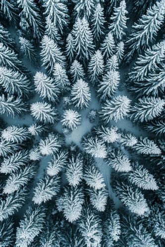 Winter bospatroon