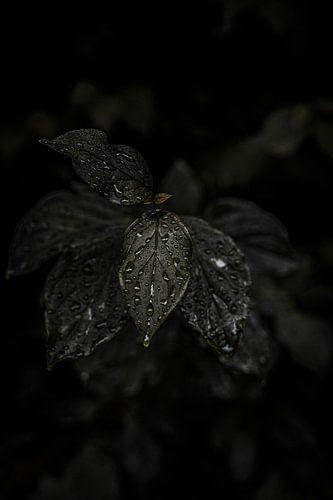 Macrophotographie de gouttes sur une feuille en automne aux Pays-Bas