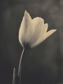 Tulp in Zacht Licht Nr 21 van Studio Silver & Sepia