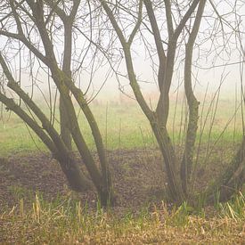 Winter trees in the mist by Stobbe; stiltegrafie