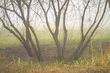 Winterbäume im Nebel von Stobbe; stiltegrafie
