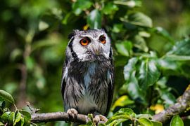 Witwangdwergooruil van Fearless Photography