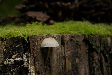 Pilz auf Baumstumpf von Joep Rumpf