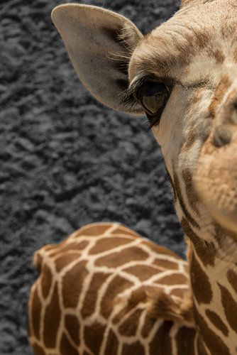 Giraffe nieuwsgierige aagje van dichtbij 