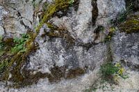 Stilleben einer Felswand mit Vegetation.