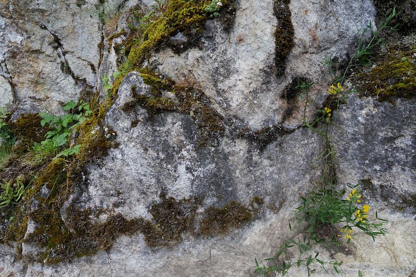 Stilleben einer Felswand mit Vegetation. von SACKGASSE