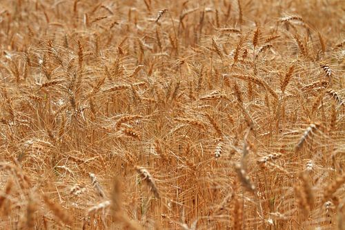 Les couleurs de la France 6