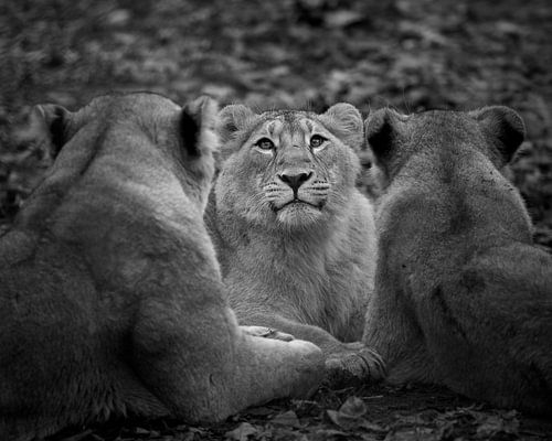 Lion cub in the centre in black and white