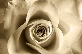 Rosebud in sepia