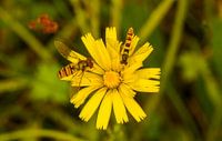 Hoverflies on a yellow flower