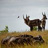 Wasserböcke und Büffel Kruger Park von Frits Schulte