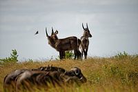 Waterbucks and buffaloes Kruger Park