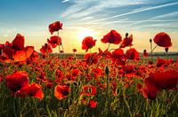 Poppys 