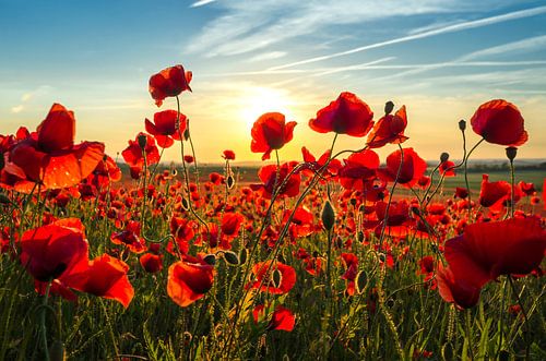 Poppys  by Steffen Gierok