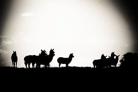 Silhouet Animals von Erik van Leyden