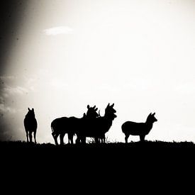 Silhouet Animals sur Erik van Leyden