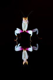 Orchideeënsprinkhaan weerspiegeld op zwarte achtergrond van Roland Brack