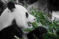 Vrolijke panda met eetlust eet greens, een symbool van een plantaardig dieet, in profiel van Michael Semenov thumbnail