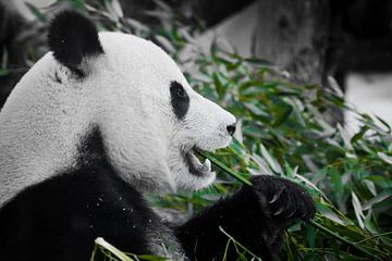 Vrolijke panda met eetlust eet greens, een symbool van een plantaardig dieet, in profiel