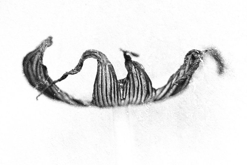 Patte de lapin en noir et blanc abstrait par Elles Rijsdijk