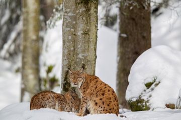 Lynxen in de winter van Dirk Rüter