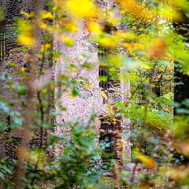 Caché dans la forêt sur Thomas Riess