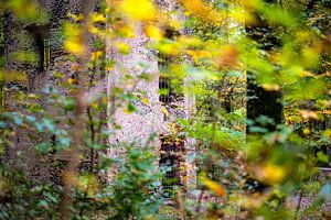 Im Wald verborgen